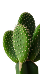 Isolated Photo Of Green Prickly Pear Cactus With Water Droplets