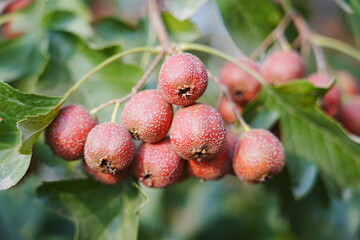 Red hawthorn fruit grows on the tree