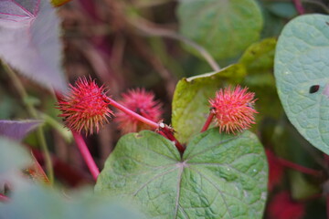 The red castor grows outdoors