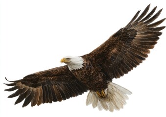 Fototapeta premium Bald eagle in flight against white. Powerful bird of prey with outstretched wings. Sharp focus on detailed plumage