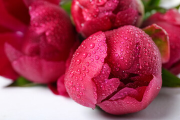 Beautiful peony flowers on white background, closeup