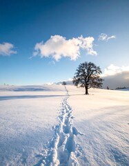 Snowy path, solitary tree