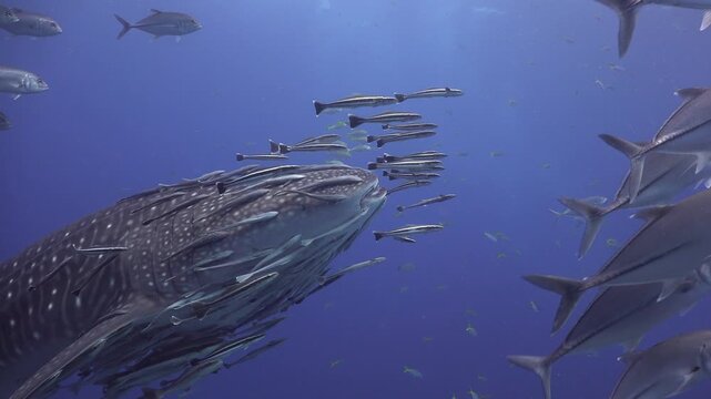 Close view of the right side of a whale shark (Rhincodon typus) head moving very slowly, surrounded by remoras 