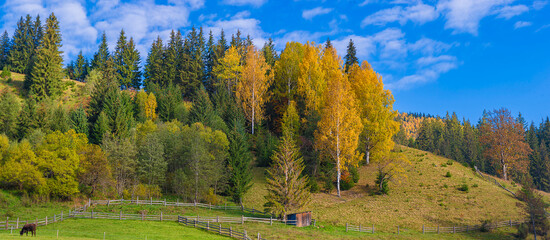 bright autumn in the mountains, trees of yellow and orange colors