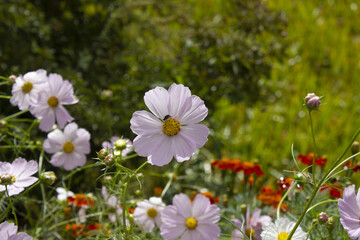 These are cosmos flowers in full bloom in autumn.