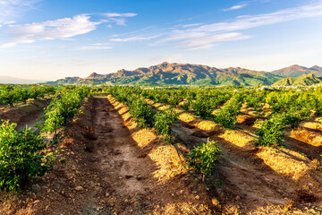 beautiful farmland landscape with green rows of fruit garden on a spring or summer farm field and nice evening cloudy sky on background