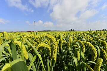 Mature rice in the fields