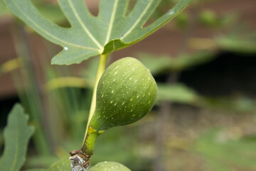 It is a fig tree with fruit.
