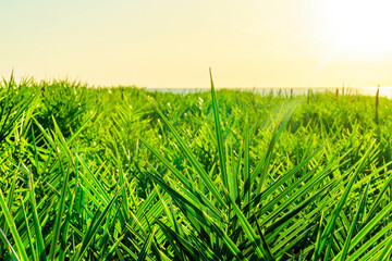 Beautiful sunrise landscape of spring nature with green grass and rows of pots and plant of industrial plantation with amazing morning sky on background