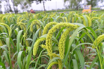 Mature rice in the fields