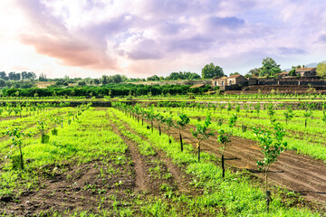 beautiful view in a green farm field with rows of rural plants and trees with amazing sunset or sunrise on background of agricultural landscape