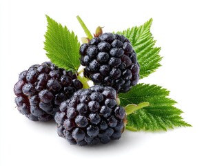 Fototapeta premium Close-up of three dark purple blackberries with leaves (1)