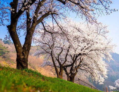 Scenic view of blossoming trees with white flowers during springtime