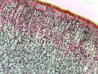 Fototapeta premium Microscopic view of textured surface