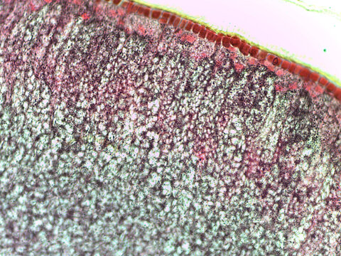 Microscopic view of textured surface - Powered by Adobe