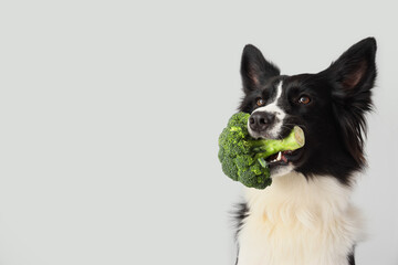 Border Collie dog with broccoli on light background, closeup