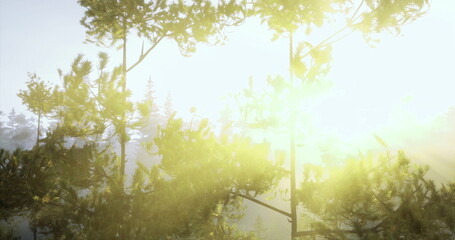 Sunlight streams through the branches of evergreen trees, creating a serene atmosphere in the forest during early morning hours. The soft glow enhances the natural beauty of the surroundings.