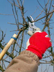 Gardener pruning apple tree branches with pruners