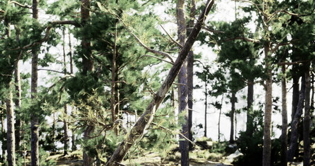 Sunlight filters through a dense forest of tall trees, creating patterns of light on the ground. A serene lakeside view is visible in the background, enhancing the peaceful atmosphere.