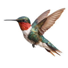 Obraz premium Png of a male rubythroated hummingbird in flight isolated on transparent background, showcasing its iridescent plumage and wings