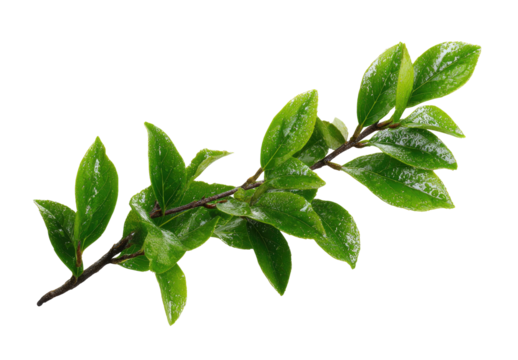 Close-up of a vibrant green branch with leaves