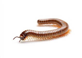 Close-up of a millipede, light brown and orange segmented body, curving slightly, against white background
