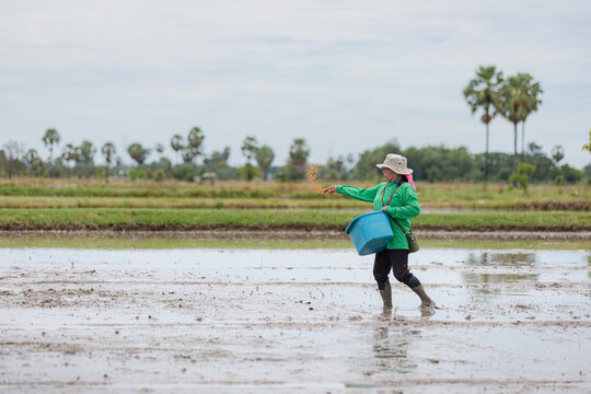 Farmer scattering seeds in waterlogged paddy Kanchanaburi