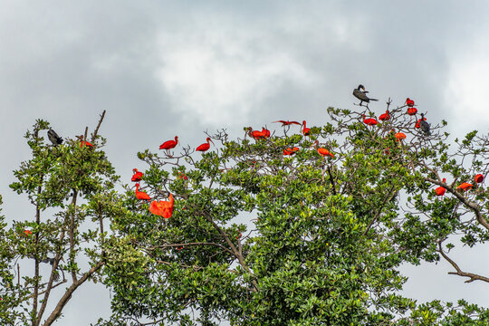 Scarlet ibis flying back home to their sleeping place, Revoada dos guaras on the Delta of the Parnaiba River in Brazil