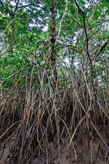 Obraz premium Boat trip on the Igarape do Urubu River, Delta das Americas to Ilha das Canarias, Brazil. South America
