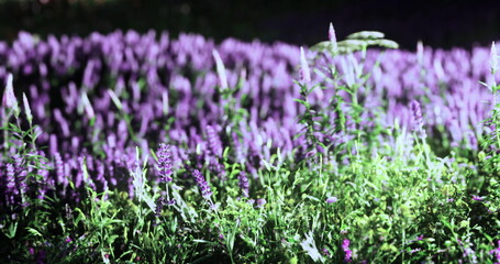 Obraz premium Amidst a lush landscape, clusters of vivid purple flowers sway gently in the light breeze, embracing the warmth of a sunny day. Nature flourishes in this tranquil garden setting.
