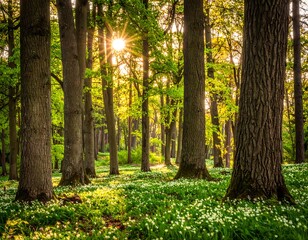 Sunlight streams through trees in a forest with small white flowers