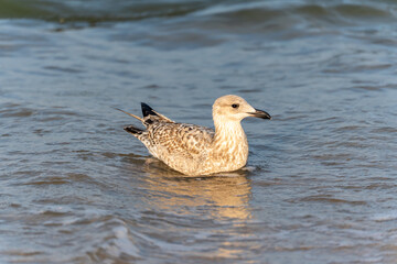 A gull Larus floats close to the shore, its feathers glistening in sunlight. Calm water surrounds it.