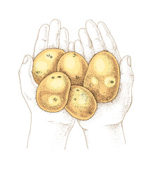 Fresh potato in hands hand drawn vector