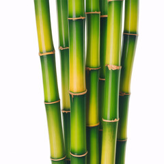 Obraz premium Serene bamboo stalks bring nature's tranquility to your designs, perfect for spa, wellness, or eco-conscious themes