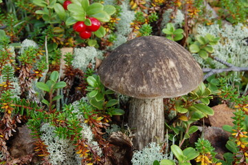 Beautiful mushrooms in the Lapland tundra on an autumn day.