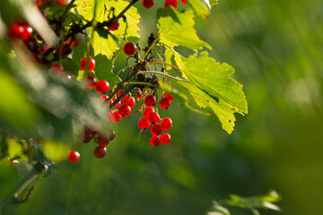 Clusters of red ripe juicy currants on a branch. Blurred green background