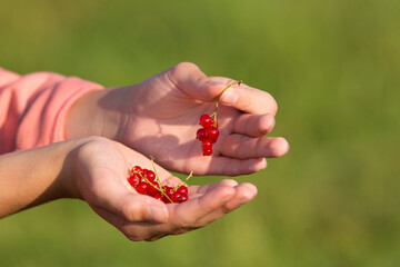 A bunch of red ripe currants in a child's hand. Close-up. A blurred green background. The evening sun