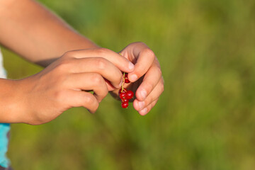 A child holds a bunch of red currants. Blurred green background. Evening lighting
