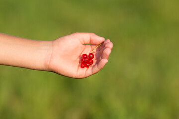 A bunch of red ripe currants in a child's hand. A blurred green background. The evening sun