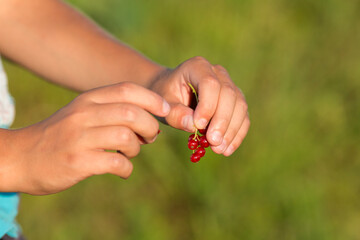 A child holds a bunch of red currants. Blurred green background. Evening lighting