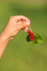 A child holds a bunch of red currants. Blurred green background. Evening lighting