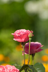 Garden pink roses in the garden. Close-up