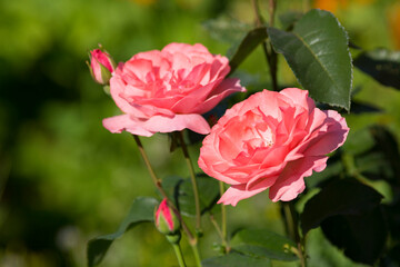 Garden pink roses in the garden. Close-up