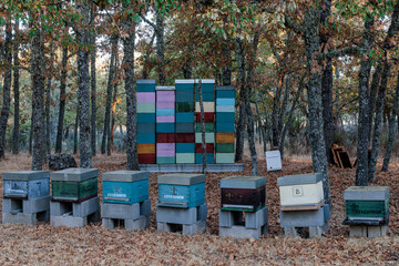 Beehives among the oak trees for the use of honey from the bees.