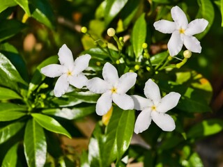 Obraz premium Mondokaki Flower (Tabernaemontana Divaricata) in the morning
