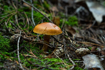 mushroom in the forest