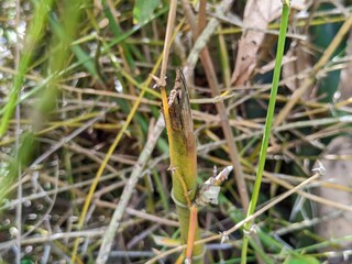 Close-up view of a young bamboo shoot emerging from the ground amidst dried foliage.