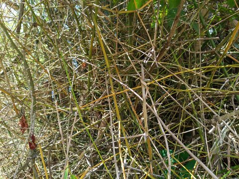 A dense and tangled thicket of dry and green bamboo stalks, forming a chaotic natural barrier in a wild environment. - Powered by Adobe
