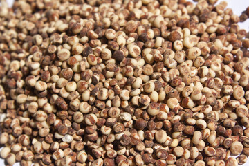 
Here are some close-ups of many sorghum