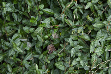 Close-up of Asian Jasmine leaves.